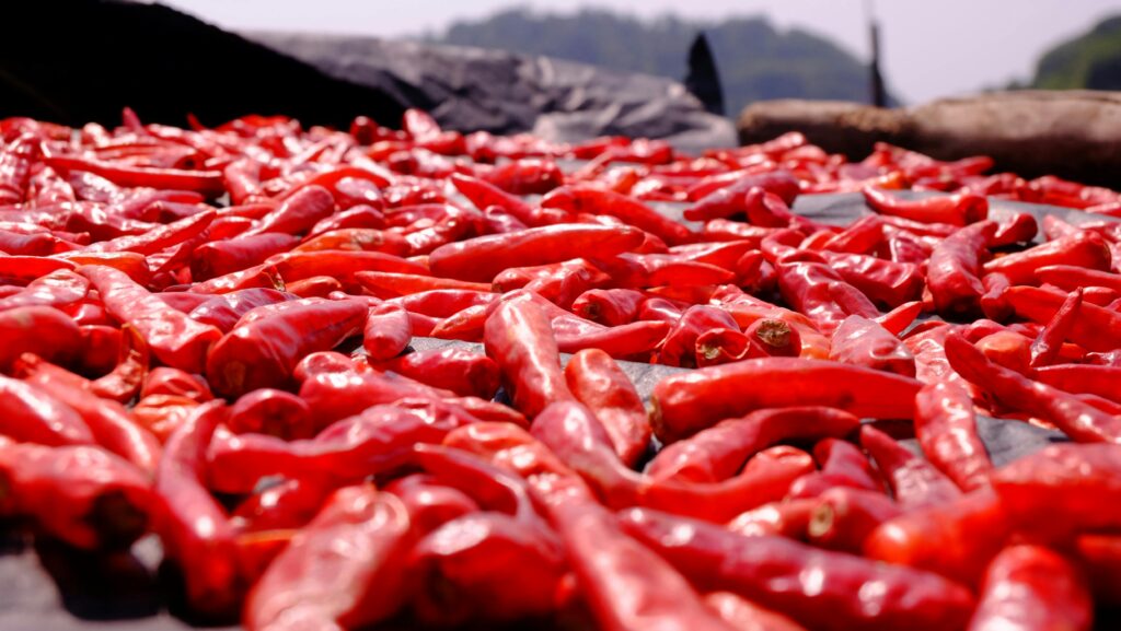 Vibrant red chili peppers drying under the sun, emphasizing their spicy and colorful nature.
